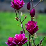 black dark purple tulip magnolia flowering branches