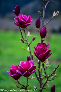 black dark purple tulip magnolia flowering branches