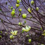 bright yellow tulip magnolia flowering branches