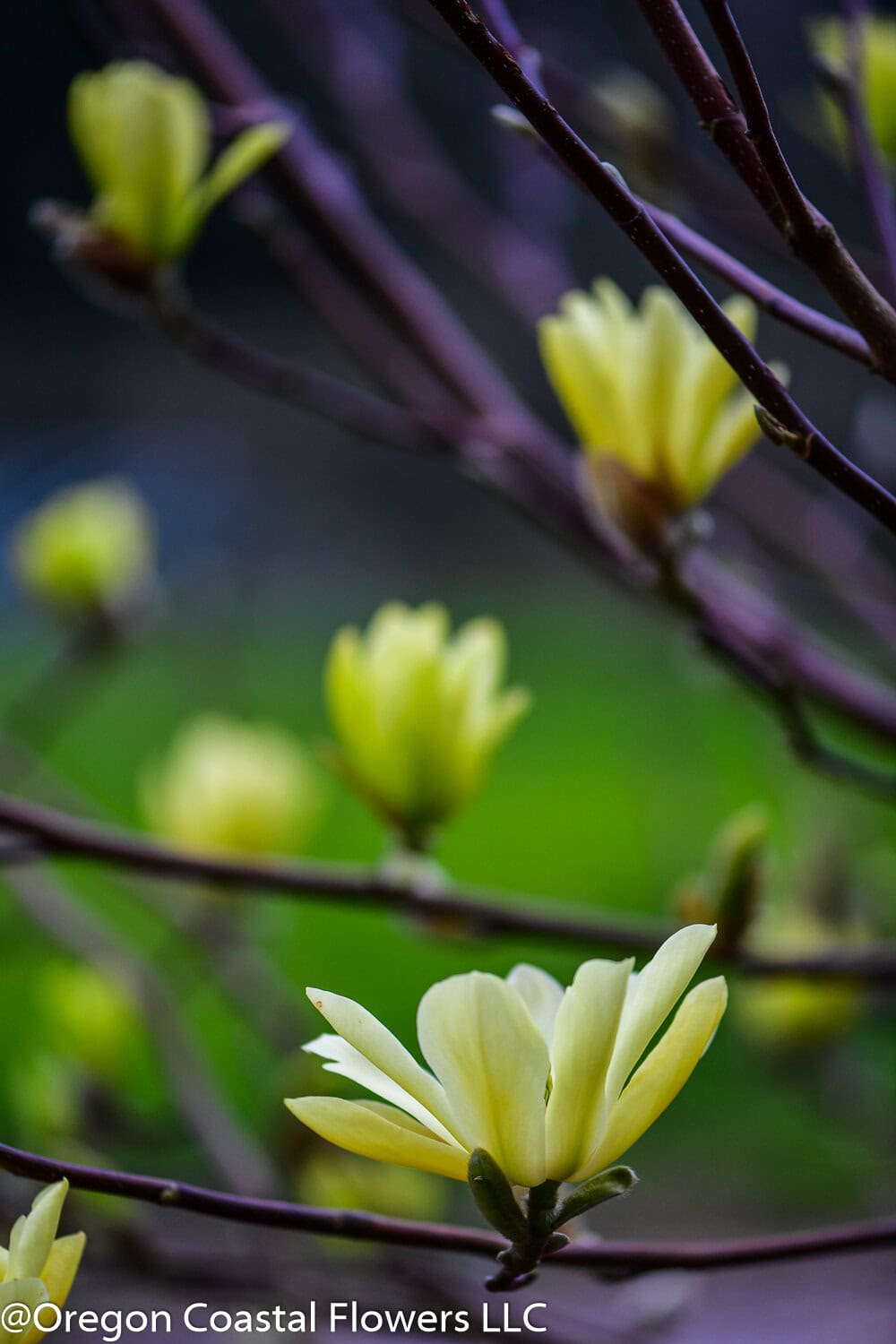 Yellow tulip magnolia bloom