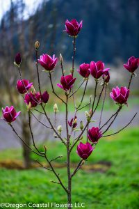 black magnolias