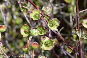 Flowering Dogwood Cut Branches