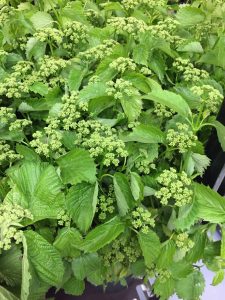 Viburnum Spring Lace specialty flowers from Oregon 5.30.18