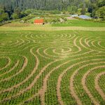 hydrangea ranch corn maze