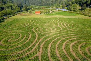 2020 Kilchis River Pumpkin Patch & Corn Maze is opening soon