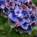 purple hydrangea