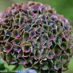 Antique Hydrangea Cut Flower