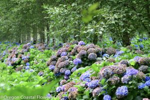purple antique hydrangeas