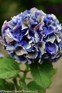 antique purple hydrangea
