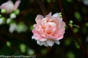 Spring Double Quince Branches White & Salmon