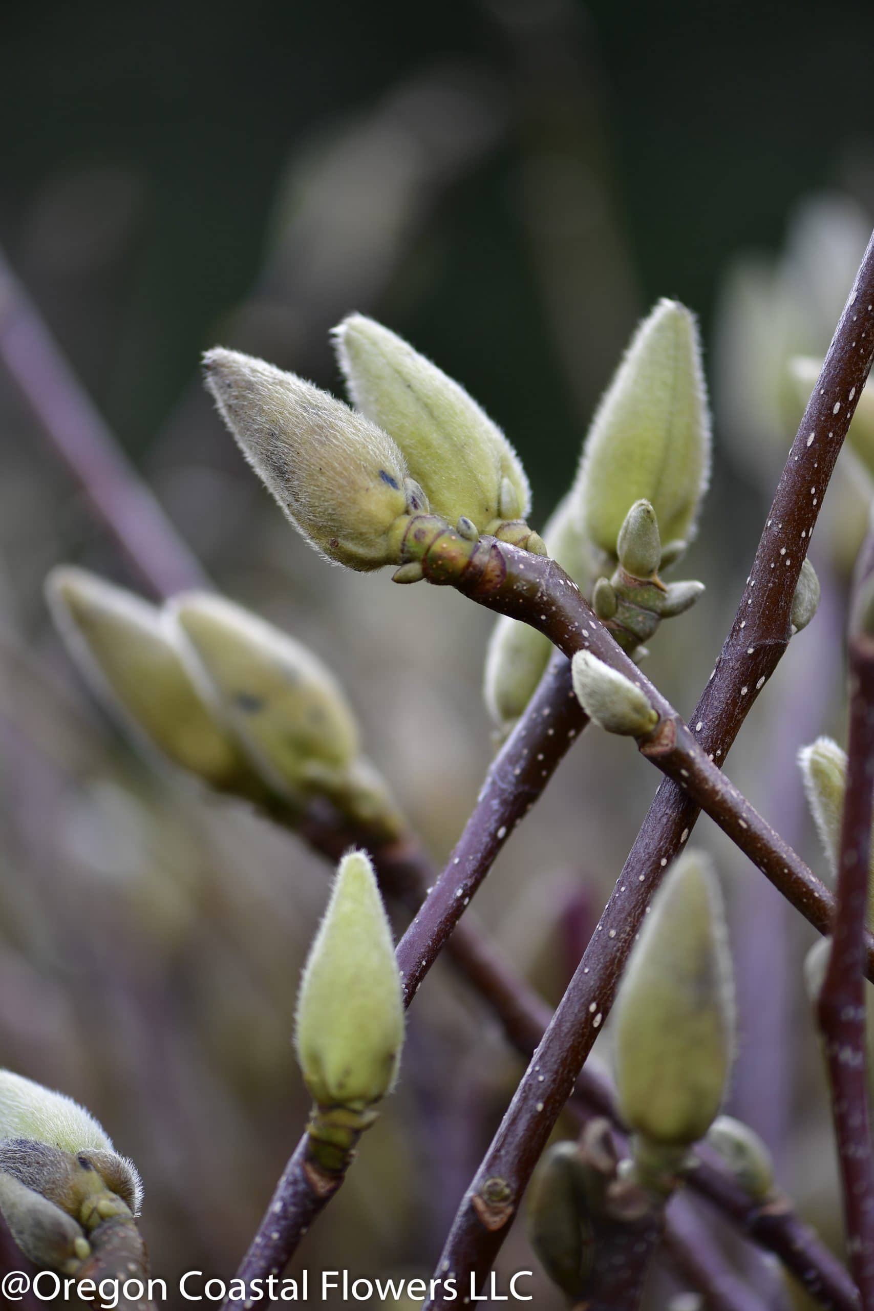 Forsythia Branches