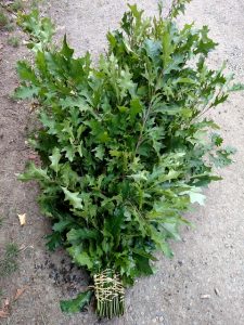10.11.18 Green Oak Branches Fall Foliage Wholesale Flowers