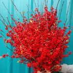 ilex loaded berries