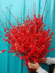 ilex loaded berries