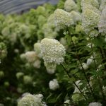 white hydrangeas