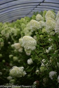 9.20.18 Limelight Hydrangeas, Green Fresh & Dried Blush Hydrangea