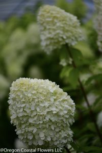 8.14.22 Green Limelight Hydrangeas