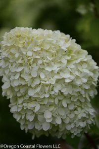 limelight hydrangea