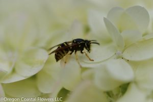 limelight hydrangeas