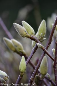 12.20.18 Flowering Branches for the Chinese New Year Forsythia