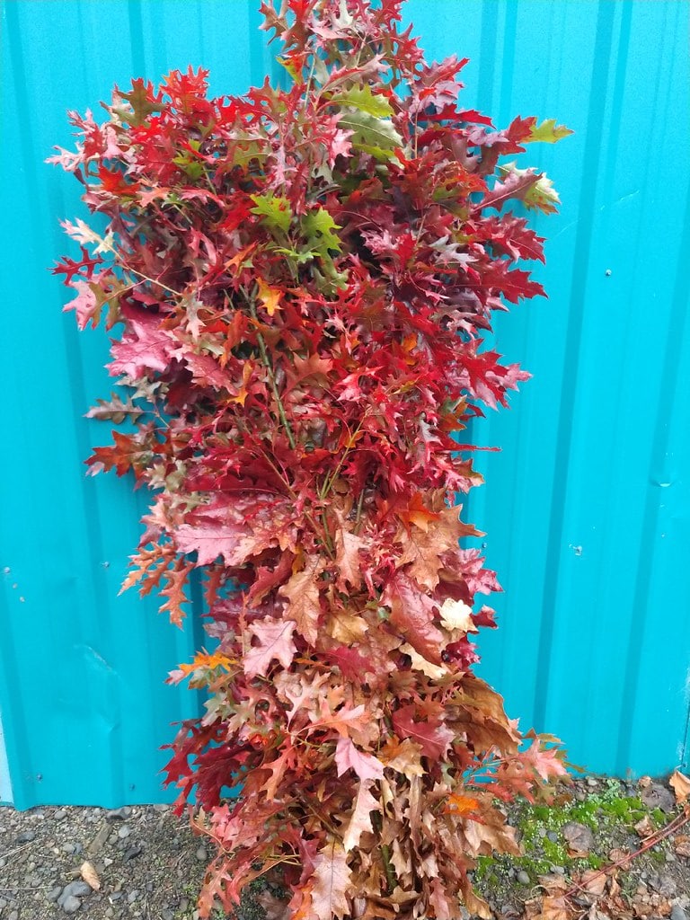 red oak branches