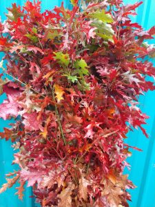 11.16.21 Red Oak Fall Leaves Specialty Cut Foliages on the Oregon Coast.