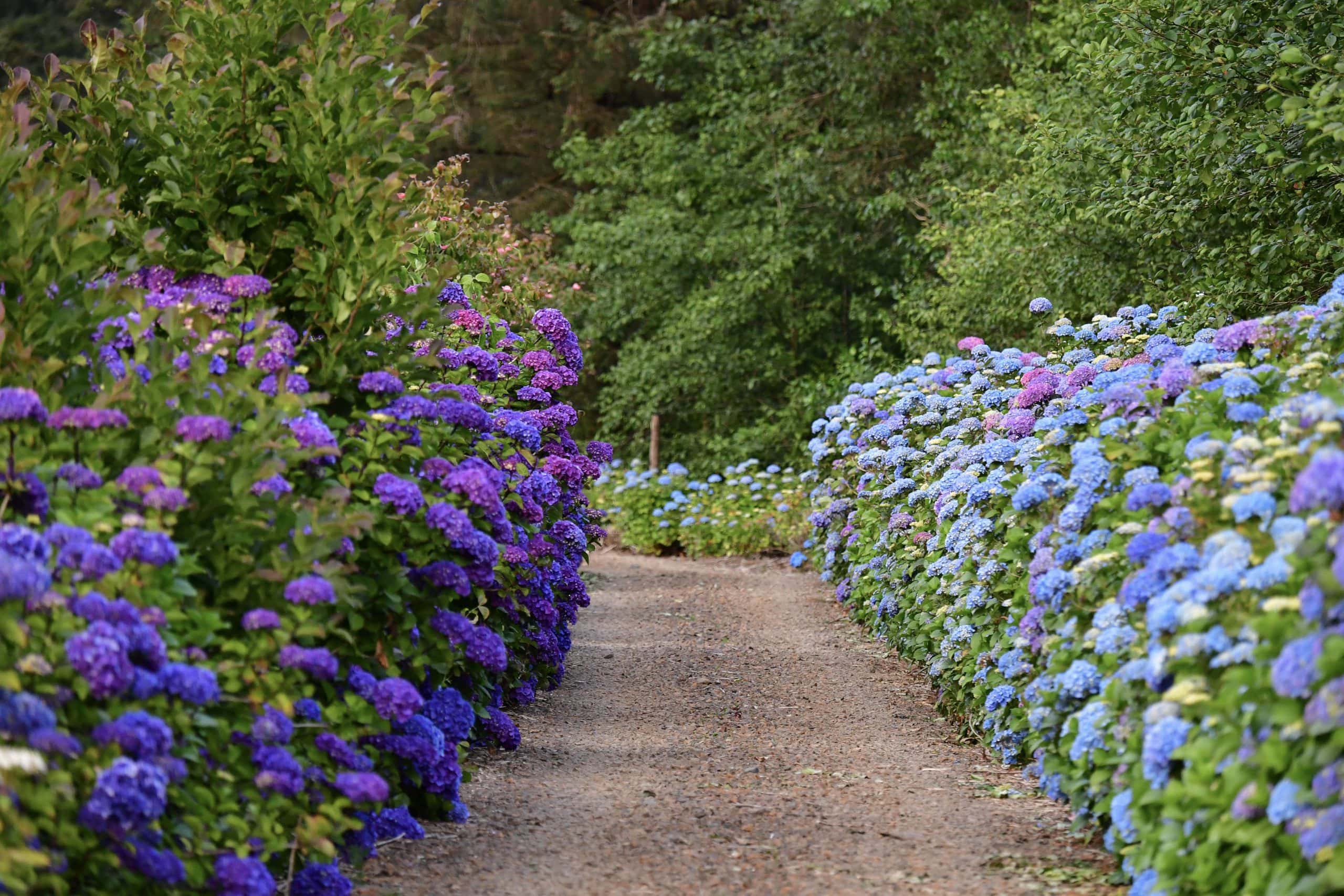 7.30.18 Oregon Coast Wedding Venue Hydrangea Ranch