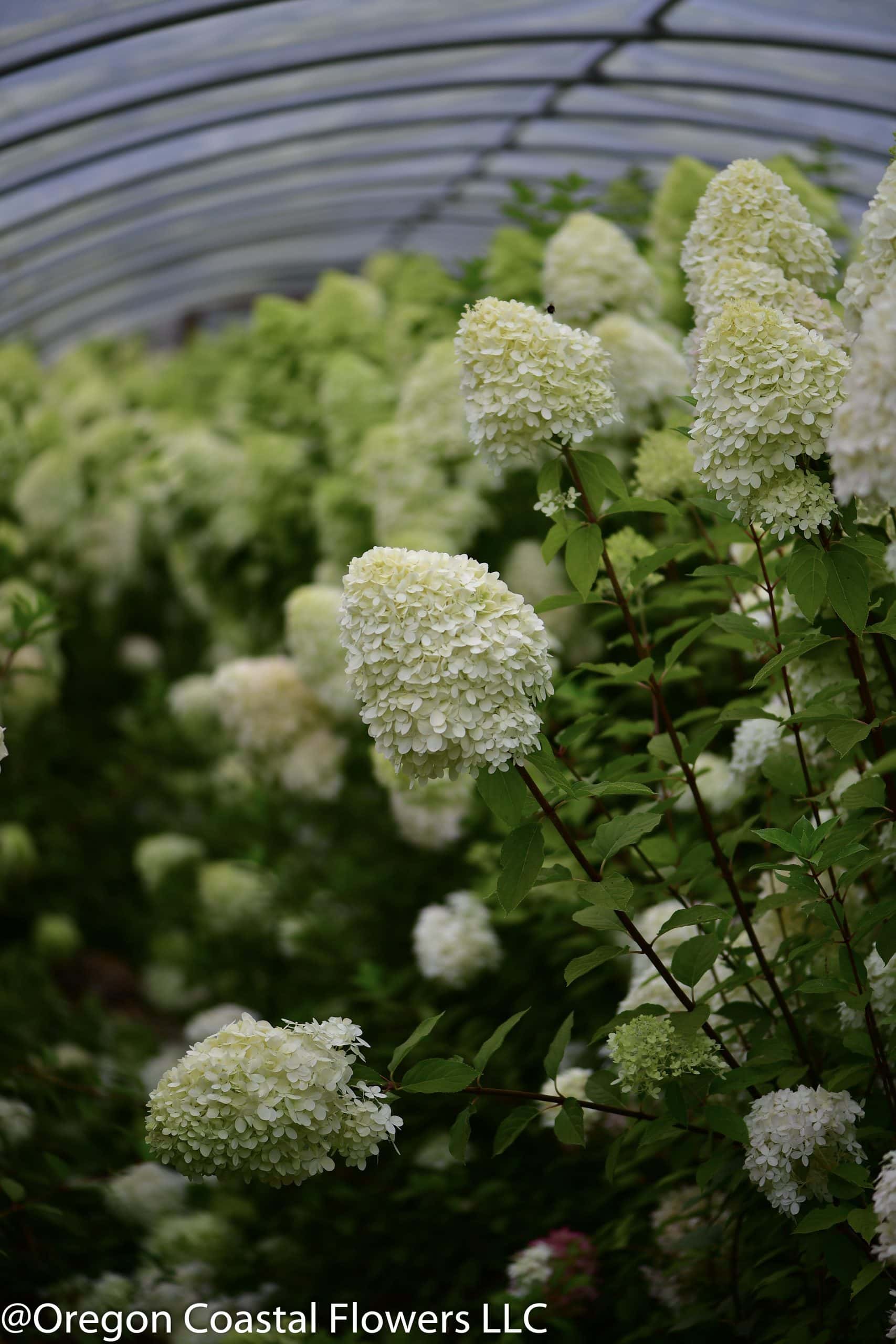 white hydrangeas