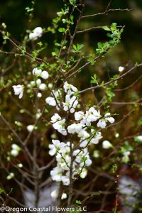 2.06.20 White Quince & Peach Blossoms