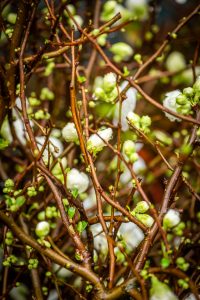 White Quince Chinese New Year