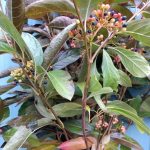 Viburnum Berries 