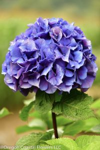 6.27.19 Dark Purple Hydrangea to be used for wedding bouquets. Oregon Pride Hydrangea has black stems with vivid purple blossoms.