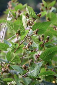 7.10.20 Blackberry Branches Specialty Cut Flowers