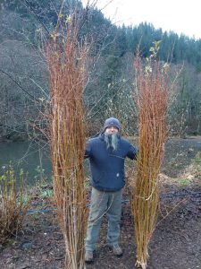1.06.20 Super Tall and Wild Forsythia for the Chinese New Year