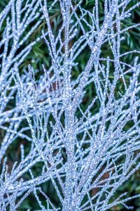 10.29.19 Christmas Specialty Branches Preview 2019