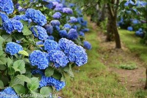 Blue hydrangeas