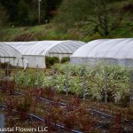 Spirea Plants