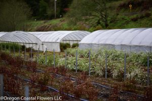 Spirea Plants
