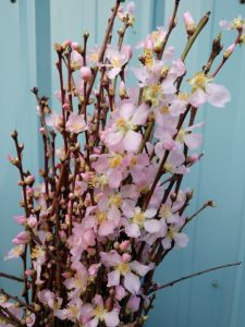 Pink Cherry Blossom