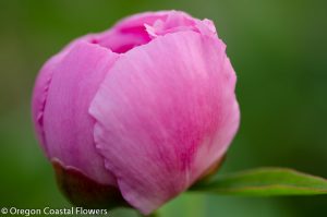 White & Blush Peonies Family Flower Farm Locally Grown
