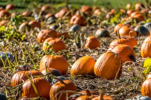 Pumpkin Patches on the Oregon Coast