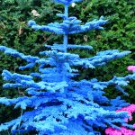 blue flocked christmas trees