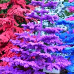 flocked purple christmas trees