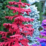 flocked red christmas trees