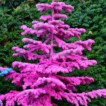 pink flocked trees