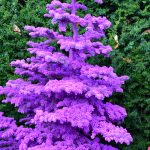 purple flocked christmas tree