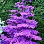 purple flocked christmas trees