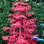 red flocked christmas trees