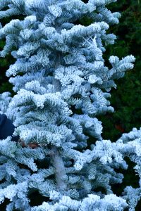 white flocked christmas trees