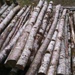 birch poles